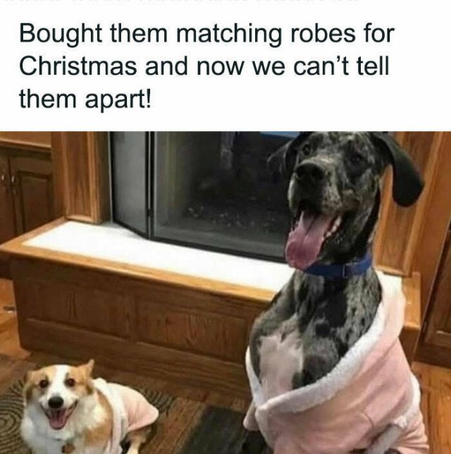 Jokes With Dogs (15 pics)