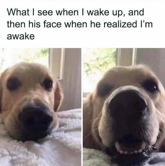Jokes With Dogs (15 pics)