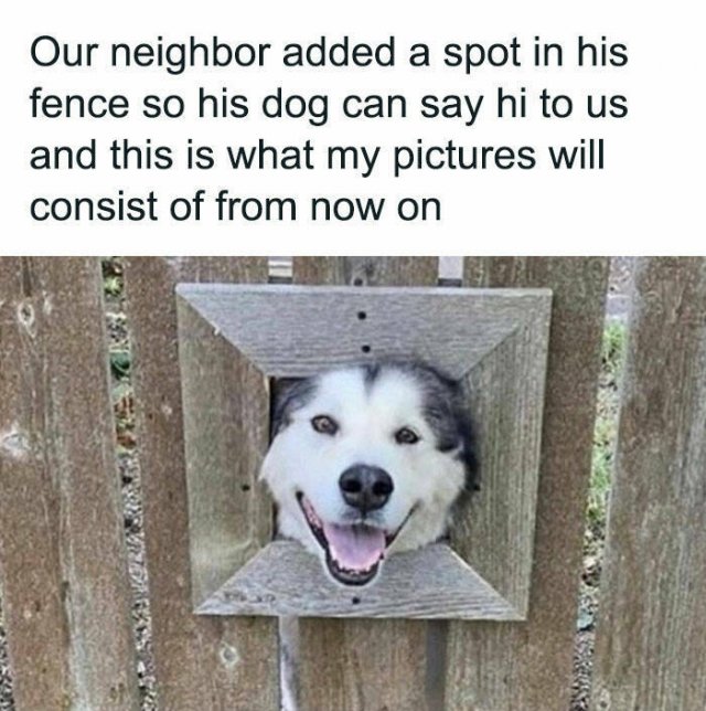 Jokes With Dogs (15 pics)
