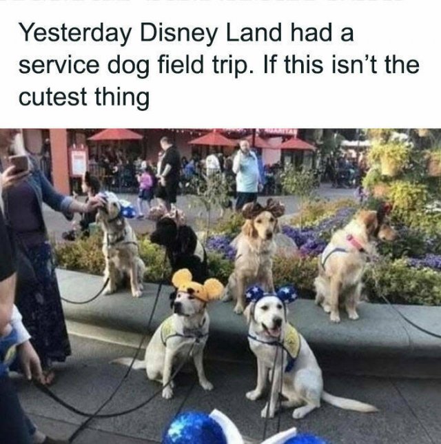 Jokes With Dogs (15 pics)