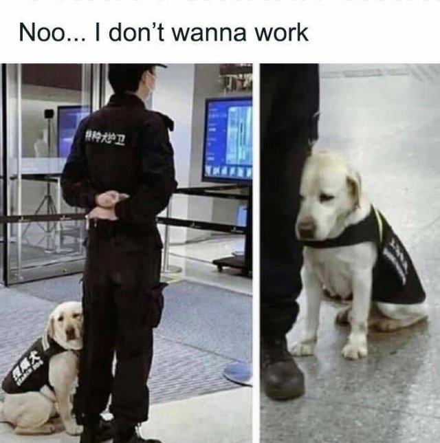 Jokes With Dogs (15 pics)
