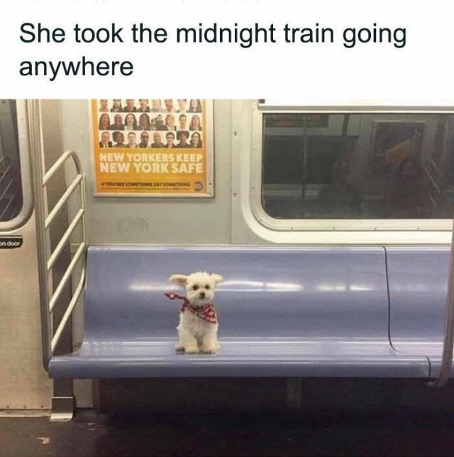 Jokes With Dogs (15 pics)