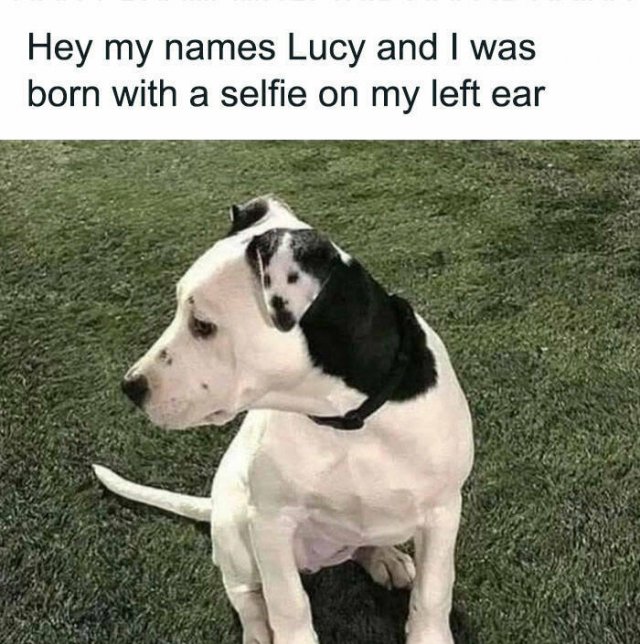 Jokes With Dogs (15 pics)