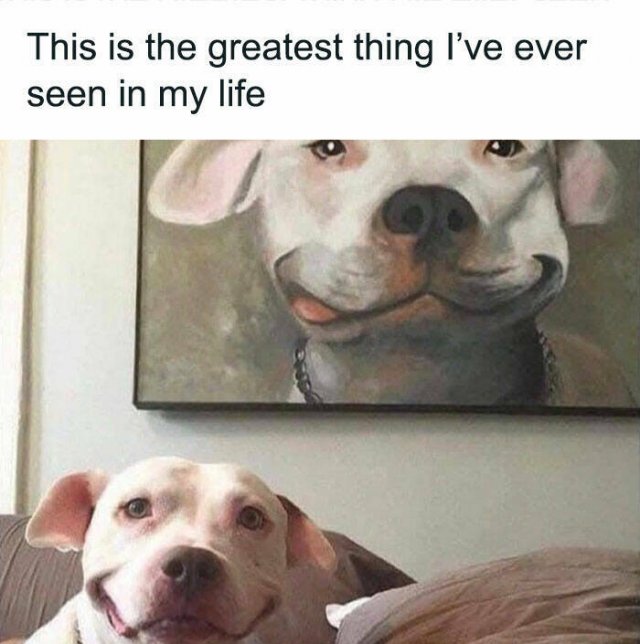 Jokes With Dogs (15 pics)
