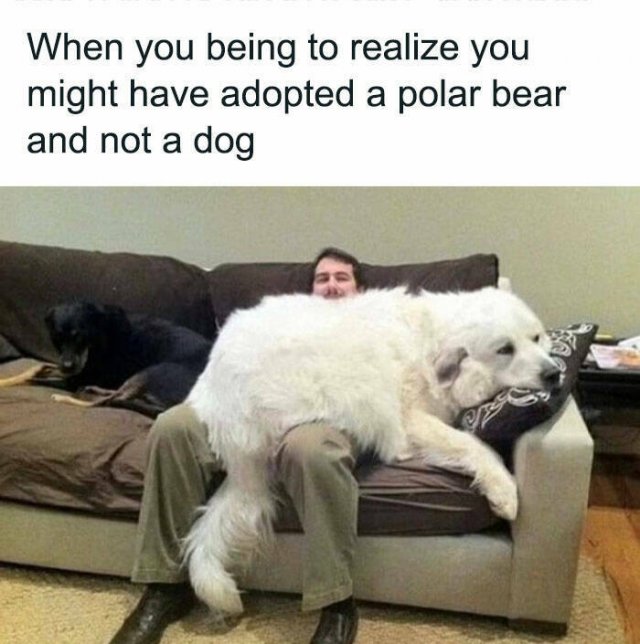 Jokes With Dogs (15 pics)