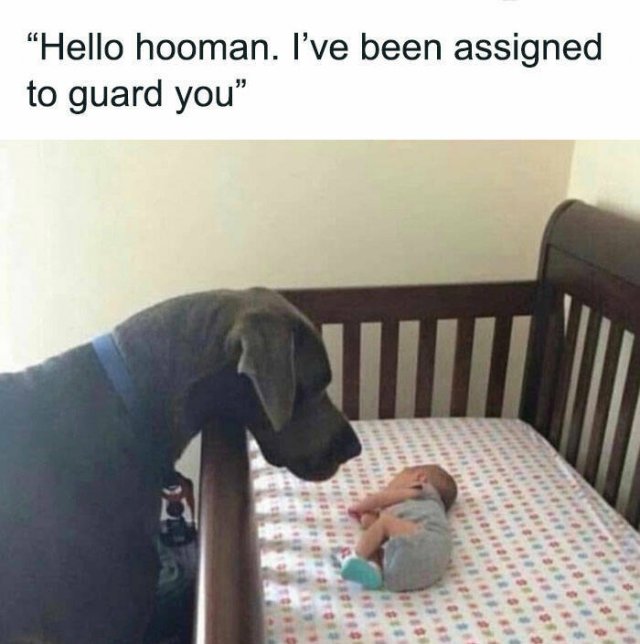 Jokes With Dogs (15 pics)