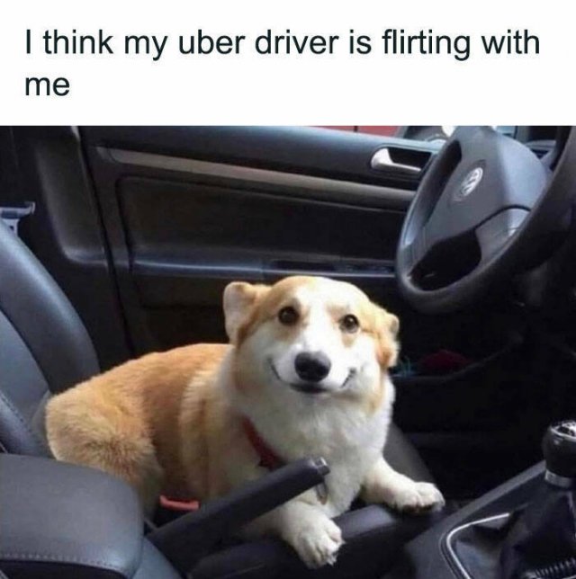 Jokes With Dogs (15 pics)