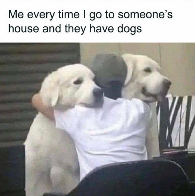 Jokes With Dogs (15 pics)