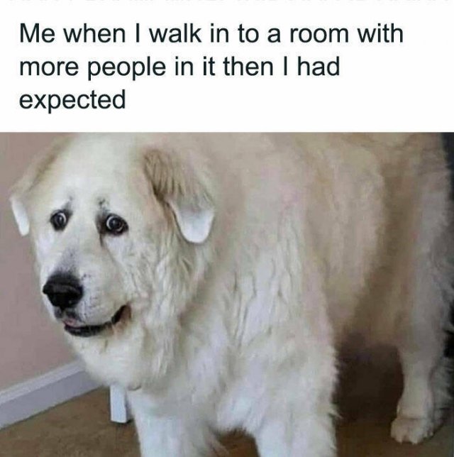 Jokes With Dogs (15 pics)