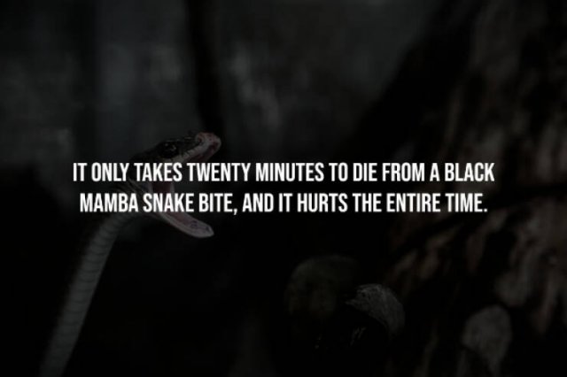 Creepy Facts (14 pics)
