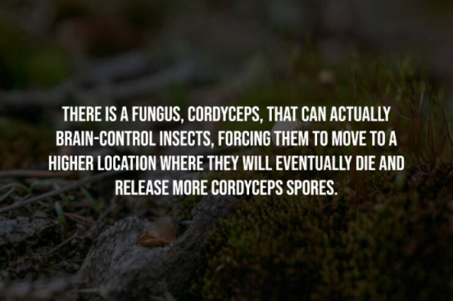Creepy Facts (14 pics)