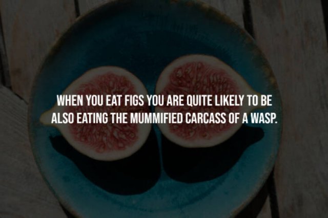 Creepy Facts (14 pics)