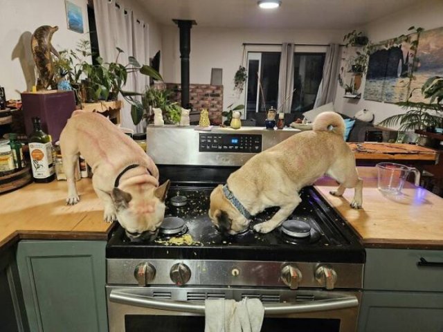 Failed Cooking (22 pics)