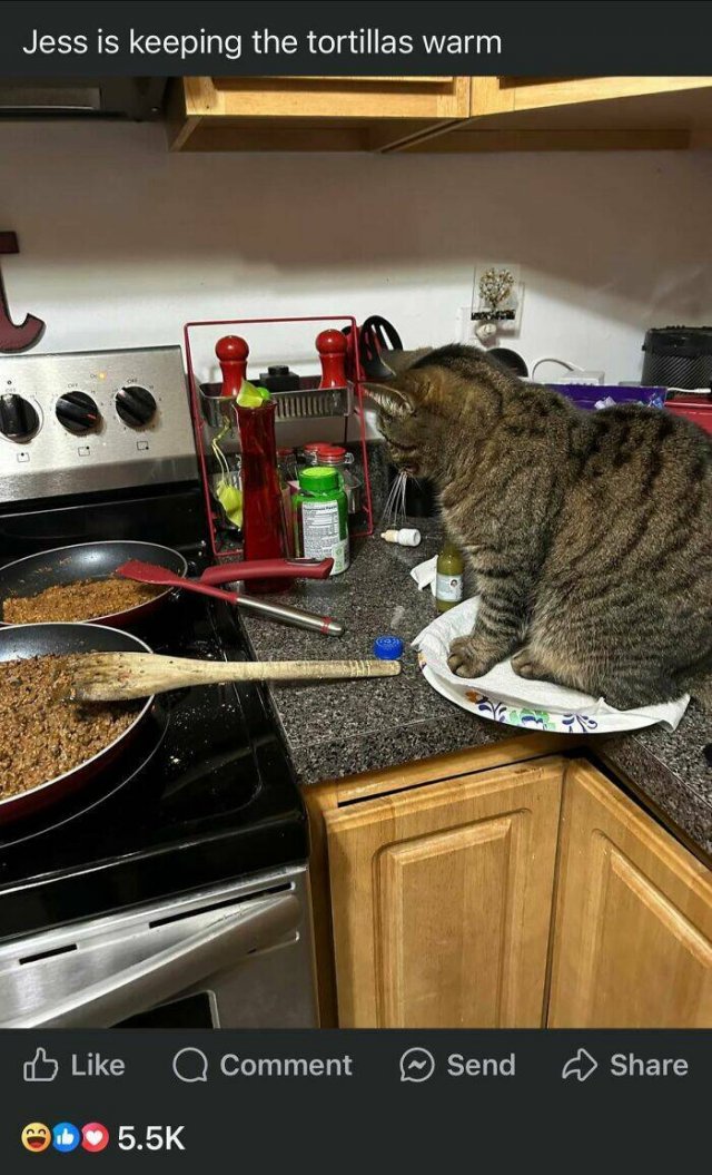 Failed Cooking (22 pics)