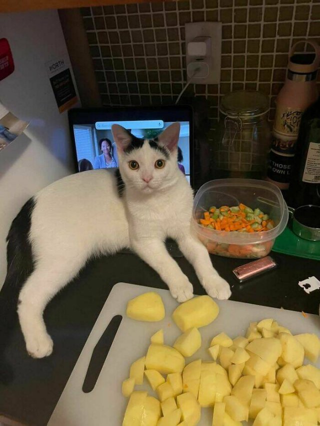 Failed Cooking (22 pics)