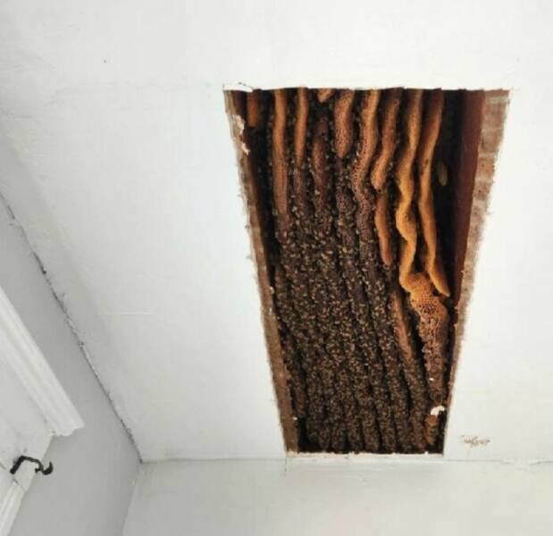 Creepy Finds In Houses (23 pics)