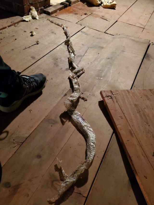 Creepy Finds In Houses (23 pics)