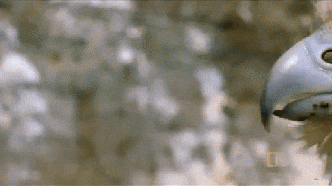 Random Facts (15 gifs)