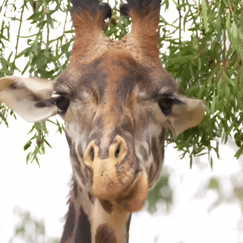 Random Facts (15 gifs)