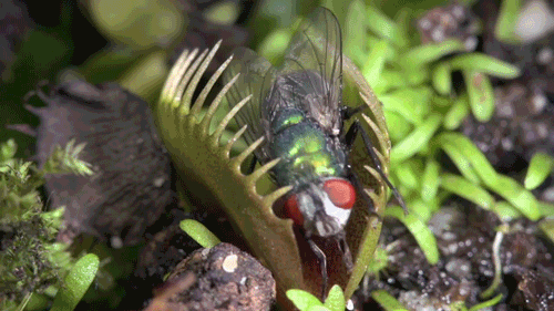 Random Facts (15 gifs)