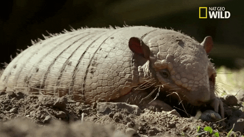 Random Facts (15 gifs)