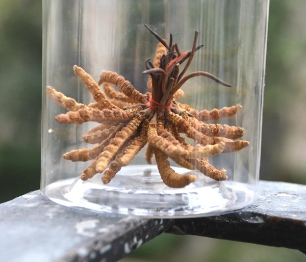 Interesting Finds (24 pics)
