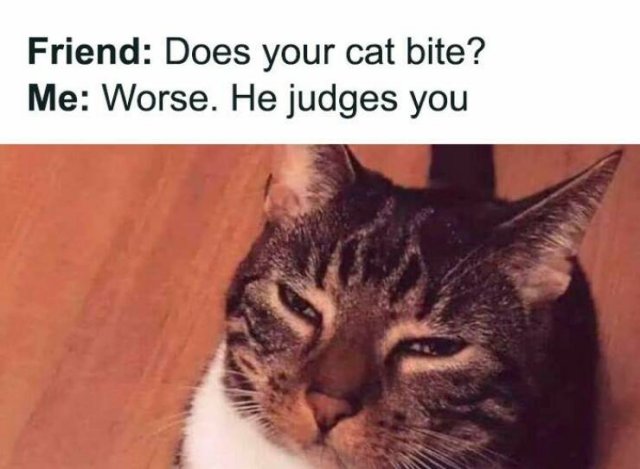 Funny Memes (19 pics)