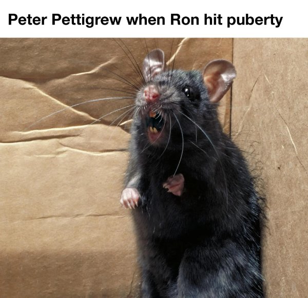 Memes For ''Harry Potter'' Fans (34 pics)