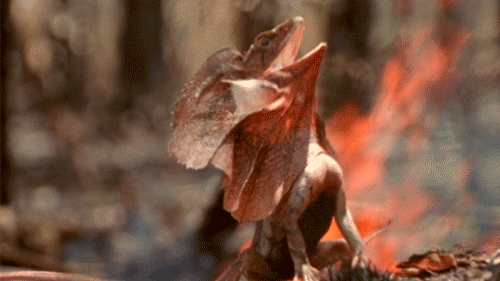 Random Facts (20 gifs) Random Facts (20 gifs)