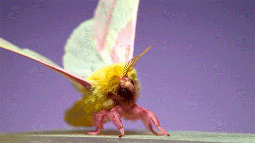 Random Facts (20 gifs) Random Facts (20 gifs)