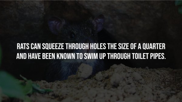 Creepy Facts (14 pics)