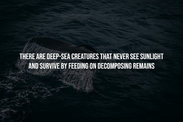 Creepy Facts (14 pics)