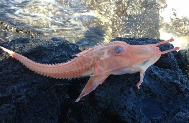 Strange Finds From The Ocean (29 pics)