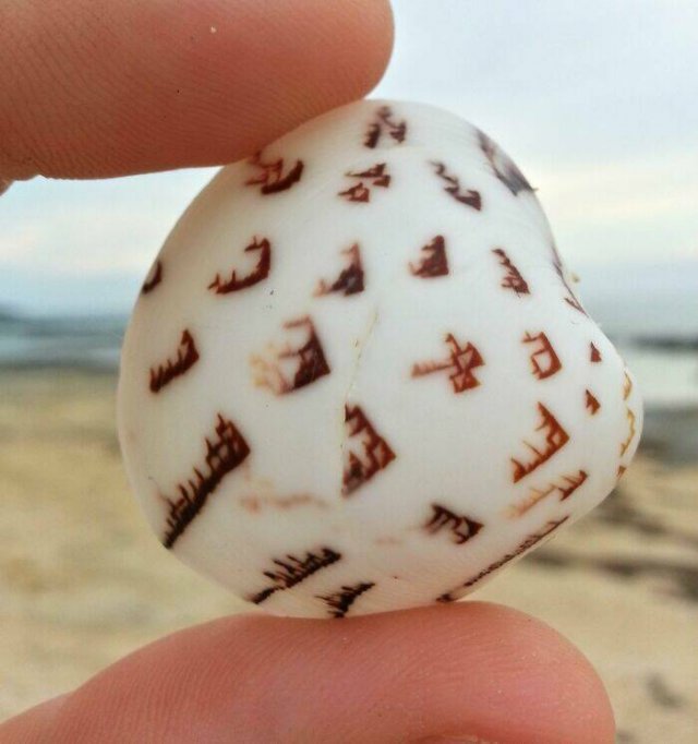 Strange Finds From The Ocean (29 pics)