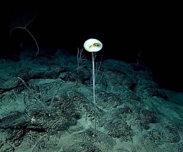 Strange Finds From The Ocean (29 pics)
