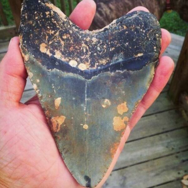 Strange Finds From The Ocean (29 pics)