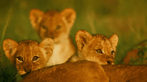 Random Facts (15 gifs)