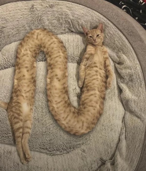 What Is Going On Here? (33 pics)