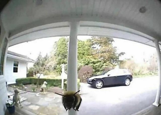 What Is Going On Here? (24 pics)
