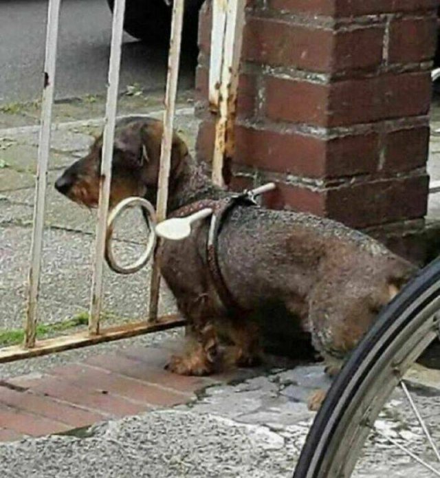 What Is Going On Here? (24 pics)