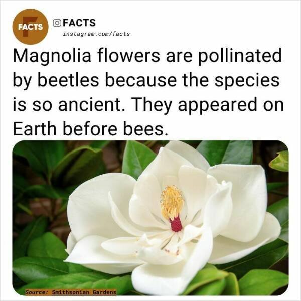Random Facts (24 pics)