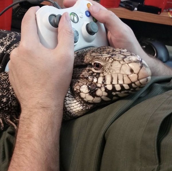Pictures For Gamers (40 pics)