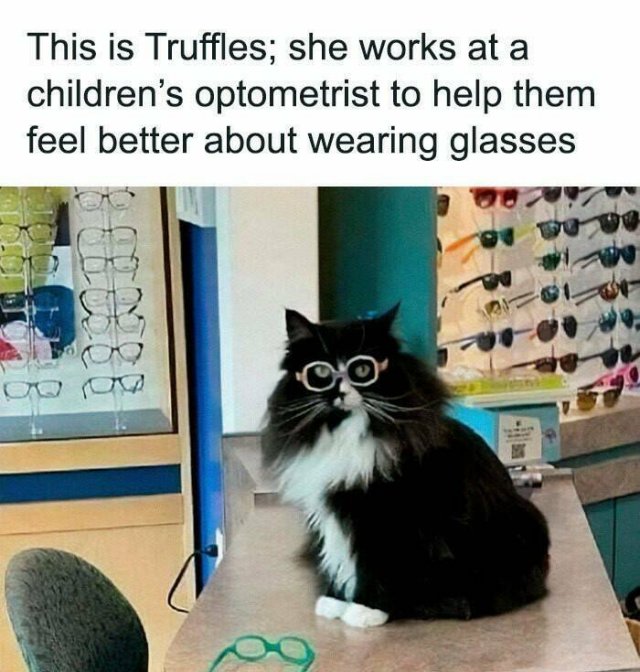 Jokes For Cat Lovers (24 pics)