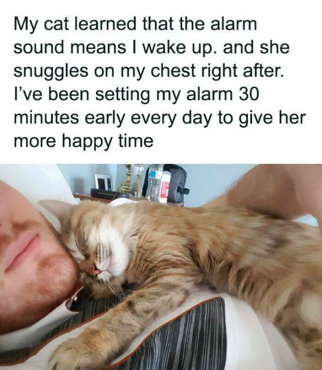 Jokes For Cat Lovers (24 pics)