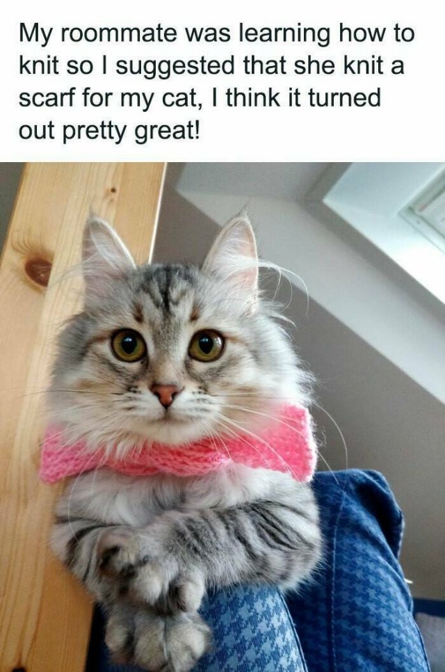 Jokes For Cat Lovers (24 pics)