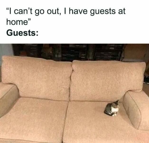 Jokes For Cat Lovers (24 pics)