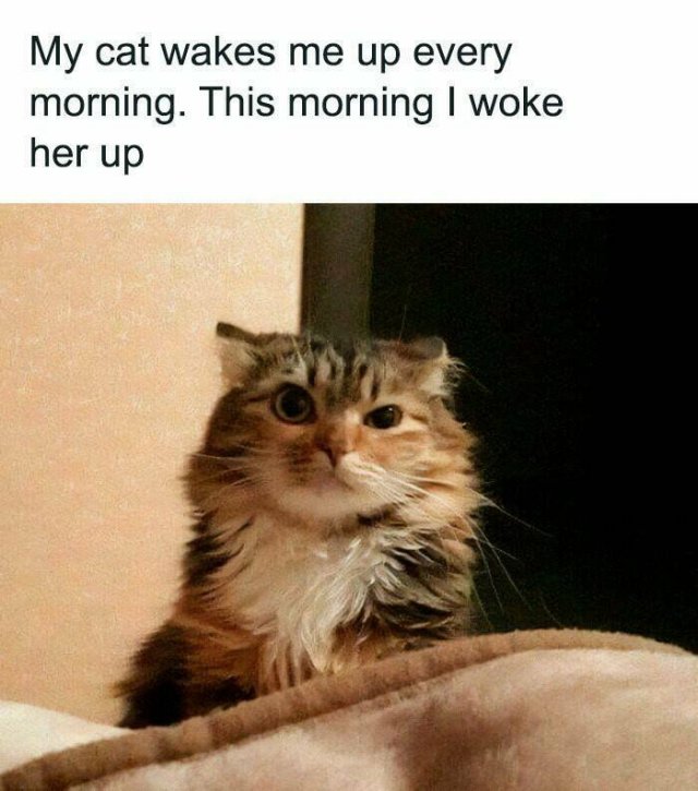 Jokes For Cat Lovers (24 pics)