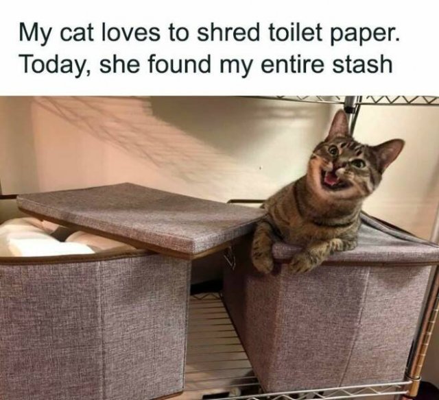 Jokes For Cat Lovers (24 pics)