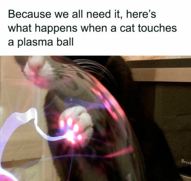 Jokes For Cat Lovers (24 pics)