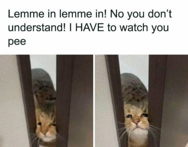 Jokes For Cat Lovers (24 pics)